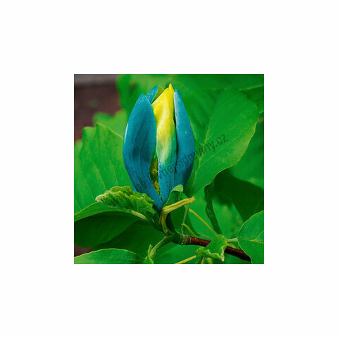 Magnólie Blue Opal 200/220 cm, v květináči Magnolia Blue Opal